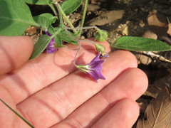 Solanum stoloniferum