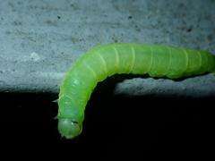 Psimada quadripennis