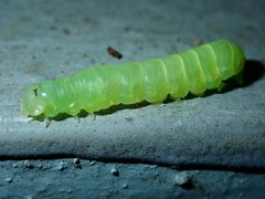 Psimada quadripennis