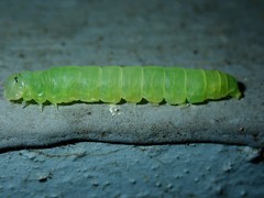 Psimada quadripennis