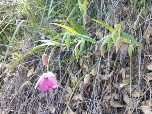 Purple fairy-lantern (Calochortus amoenus)