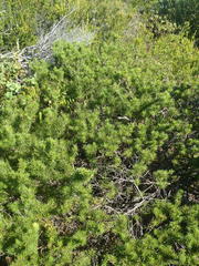 Psoralea vanberkelae