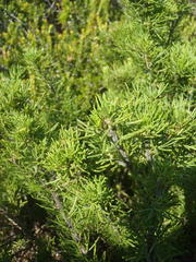 Psoralea vanberkelae