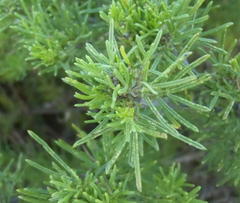 Psoralea vanberkelae