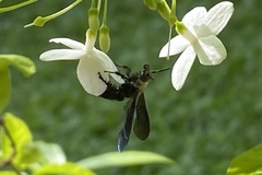 Campsomeriella