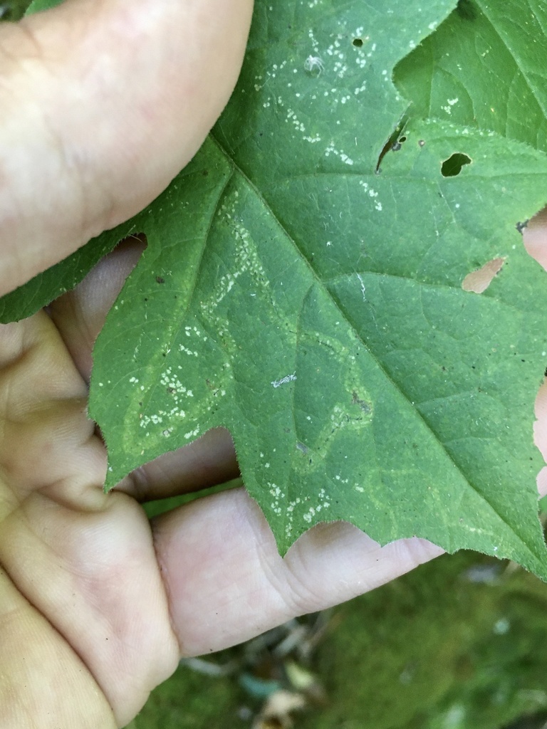 Liriomyza hypopolymnia