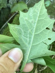 Liriomyza hypopolymnia