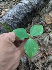 Trillium cernuum