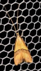 Crocanthes prasinopis