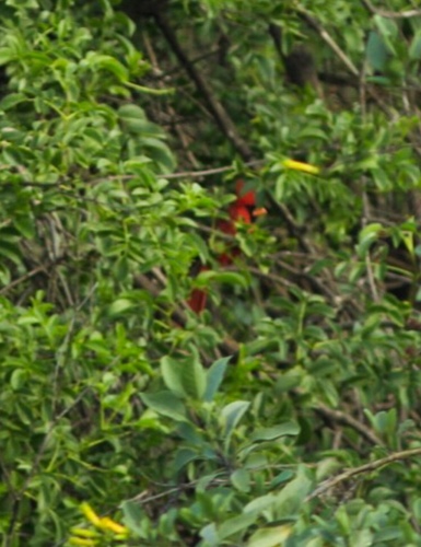 Northern Cardinal photographed in California