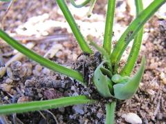 Albuca spiralis