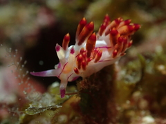 Coryphellina flamma