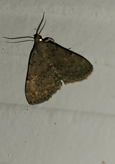Idia diminuendis