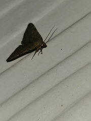 Idia diminuendis
