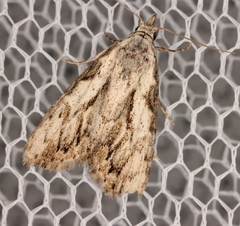 Nola pleurochorda
