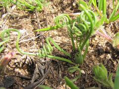 Albuca spiralis