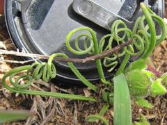 Albuca spiralis