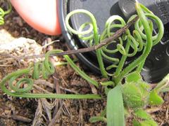 Albuca spiralis