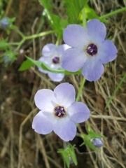 Pholistoma auritum auritum