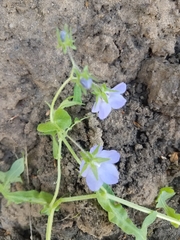 Pholistoma auritum auritum