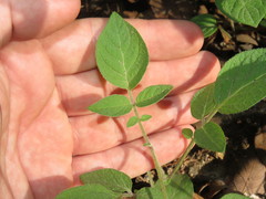 Solanum stoloniferum
