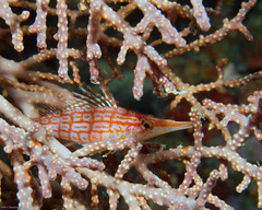 Oxycirrhites typus