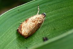 Sycacantha inopinata