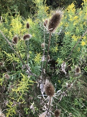 Dipsacus fullonum