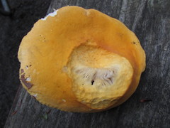 Russula ochroleucoides