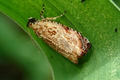 Sycacantha inopinata