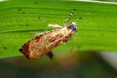 Sycacantha inopinata