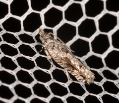 Holocola thalassinana