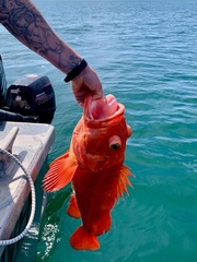 Sebastes ruberrimus