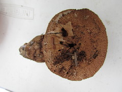 Cortinarius squamulosus