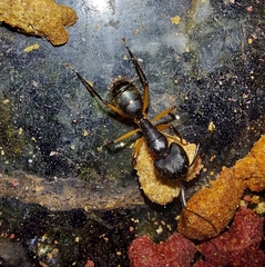 Camponotus renggeri