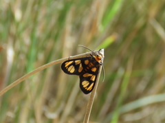 Amata trigonophora