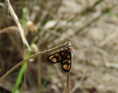 Amata trigonophora