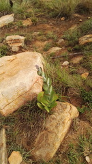 Kalanchoe thyrsiflora