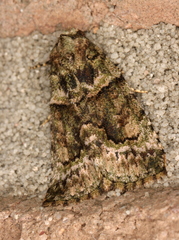 Pherechoa crypsichlora