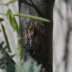 Diceroprocta eugraphica