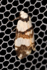 Thallarcha albicollis