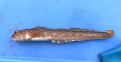 Ocean Pout photo 4