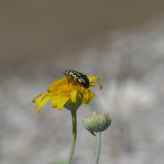 Acmaeodera solitaria