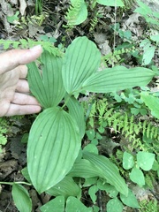 Cypripedium parviflorum pubescens