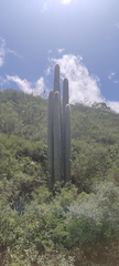 Cephalocereus senilis