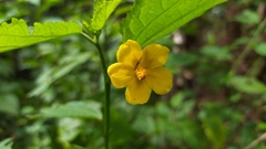 Pavonia sepium