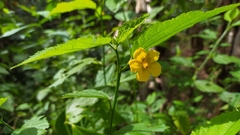 Pavonia sepium