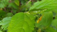 Pavonia sepium