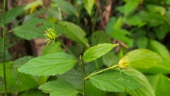 Pavonia sepium