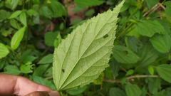 Pavonia sepium